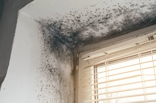 Affordable Black Mold Remediation solutions in Richland, GA