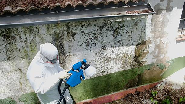 Top rated local Black Mold Remediation specialists in Richland, GA